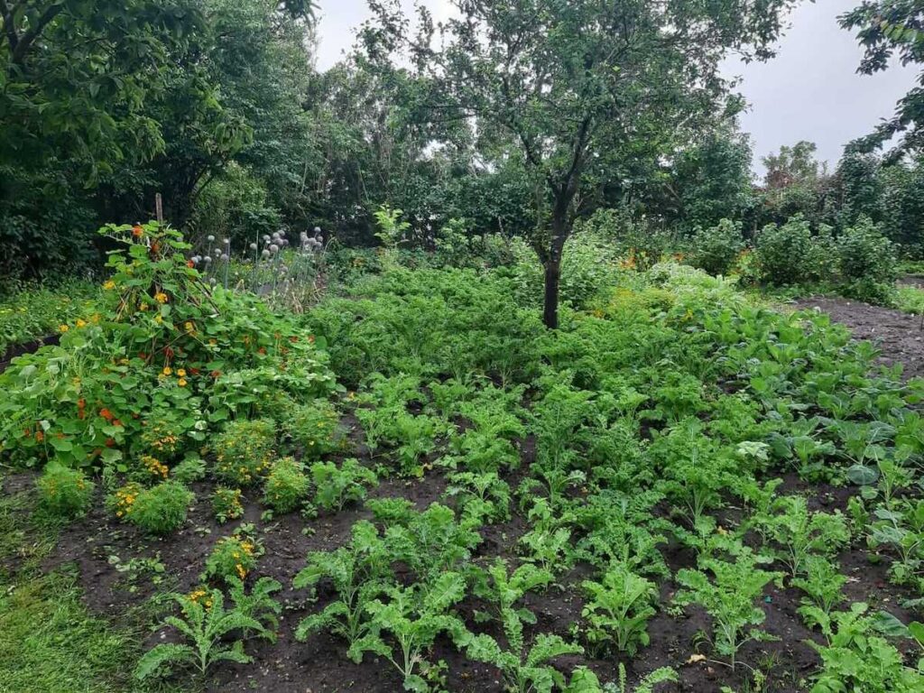 Unser Garten in Keitum