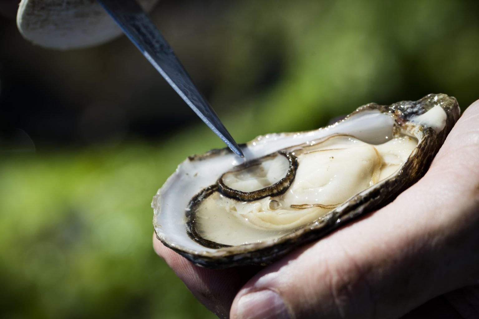 Hand hält offene Auster, Messer trennt Fleisch; unscharfer grüner Hintergrund.