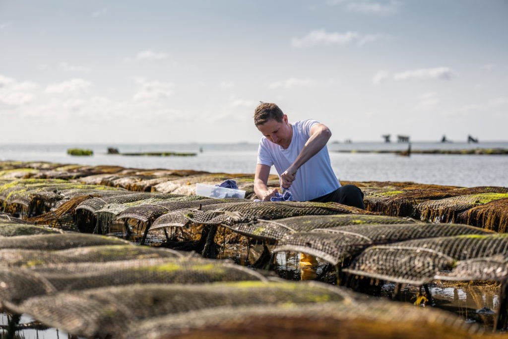 Oyster farmer harvesting in the Wadden Sea near Söl’ring Hof.