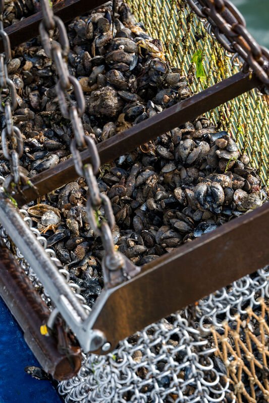 Frische Muscheln auf dem Schiff; ein Urlaubshöhepunkt im Söl’ring Hof auf Sylt.