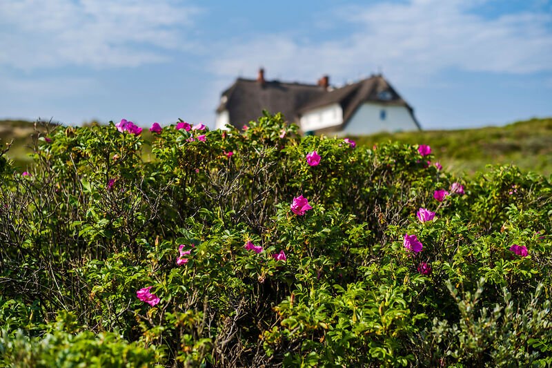 Rosa Blumen vor dem Söl’ring Hof – eine ideale Urlaubsszene auf Sylt.